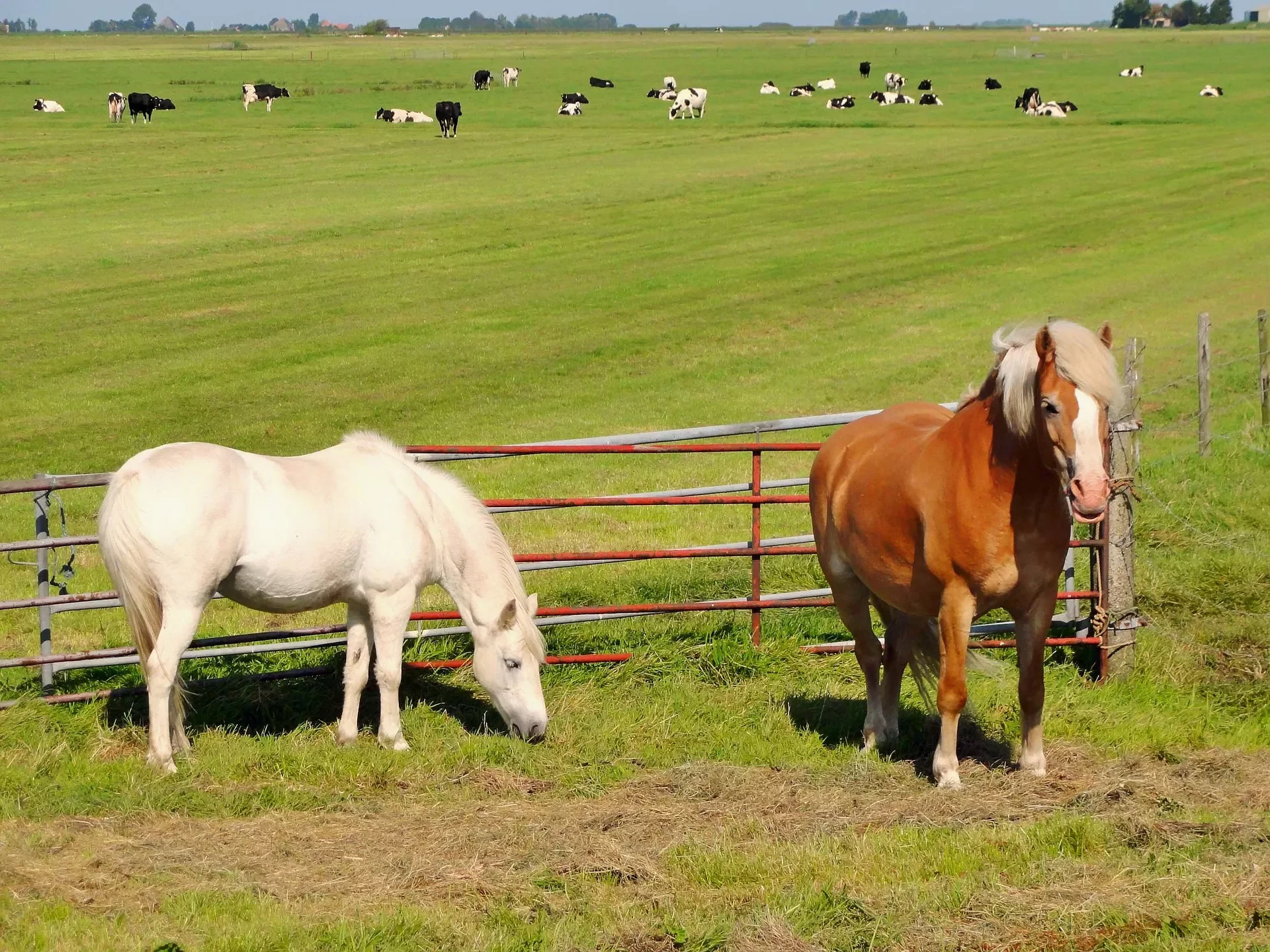 paarden Nederland